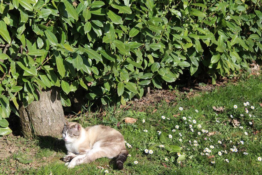 Fattoria Di Rigone Villa Coltavolino Luaran gambar