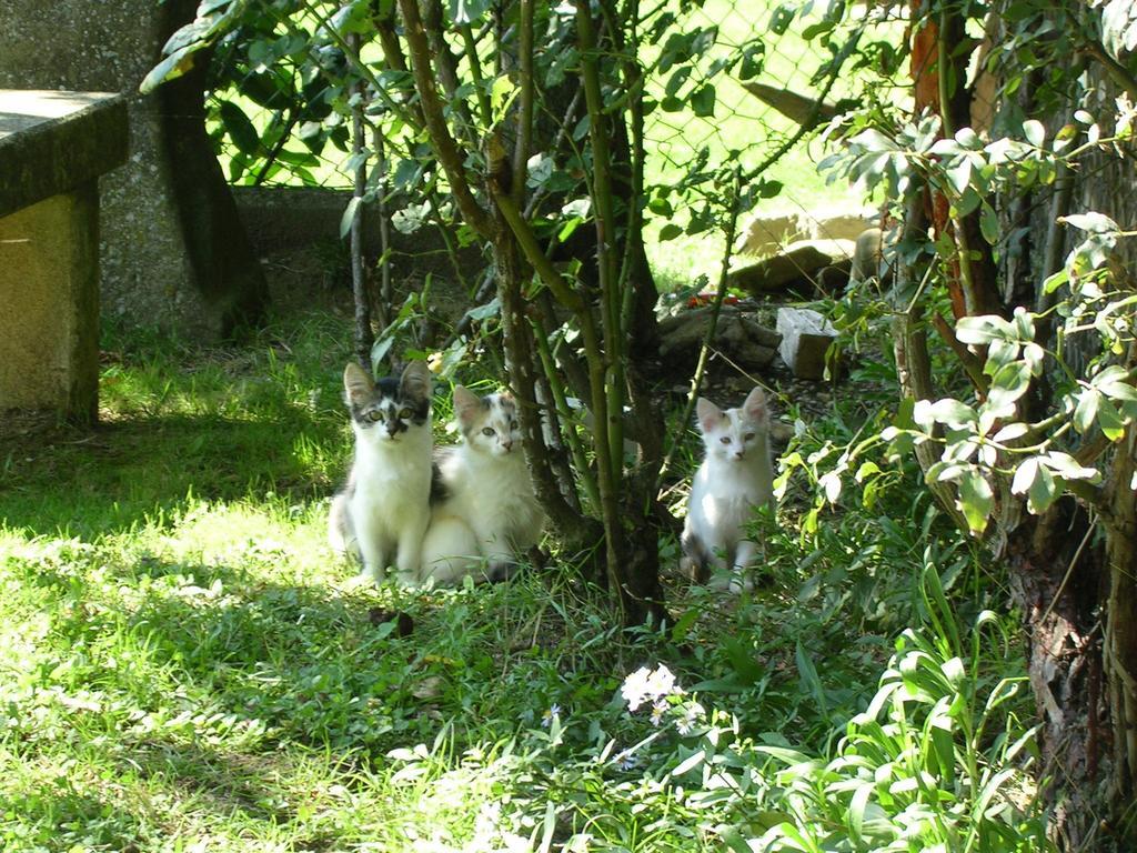 Fattoria Di Rigone Villa Coltavolino Luaran gambar